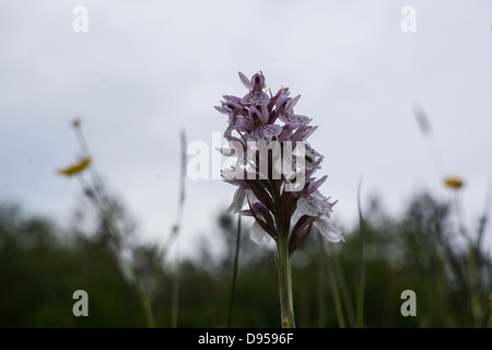 Doppelte Flowerheads robuste Heide gesichtet Orchideen Stockfoto