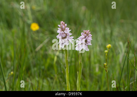 Doppelte Flowerheads robuste Heide gesichtet Orchideen Stockfoto