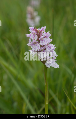 Doppelte Flowerheads robuste Heide gesichtet Orchideen Stockfoto