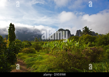 Am frühen Morgennebel und einer Bananenplantage im Regenwald in der Nähe von KHAO SOK Nationalpark - SURAI THANI PROVENCE, THAILAND Stockfoto