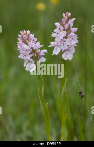 Doppelte Flowerheads robuste Heide gesichtet Orchideen Stockfoto