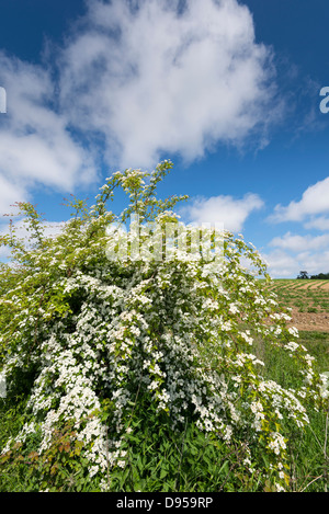 Weißdorn, Crataegus Monogyna, zeigen vollen Blüte, Norfolk, England, Juni Stockfoto