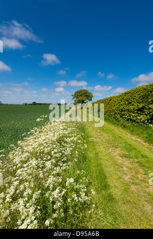 Feldweg, gesäumt von Kuh Petersilie in urbaren Ackerland, Norfolk, England, Juni Stockfoto