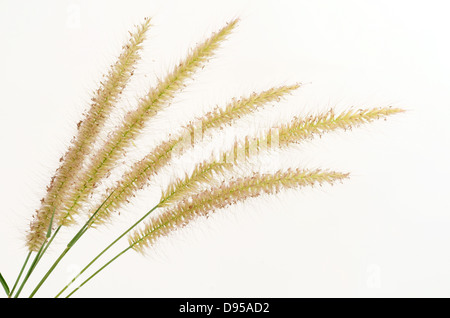 Rasen-Blume Stockfoto