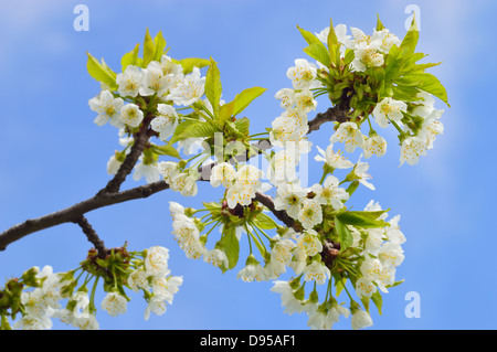 Nahaufnahme der blühenden Wildkirsche (Prunus Avium) im Frühjahr. Zweig mit weißen Blüten und junge Blätter. Stockfoto