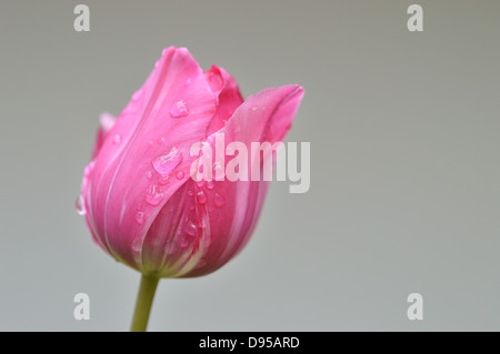 Nahaufnahme von einem rosa Tulpe nach Regen auf der Hintergrund jedoch unscharf. Stockfoto