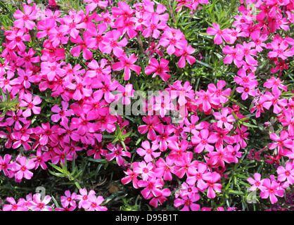 Moss Phlox (Phlox subulata) rosa Blüten Stockfoto