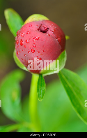 Nahaufnahme der Knospe der Pfingstrose Blume nach Frühlingsregen in einem Garten. Stockfoto