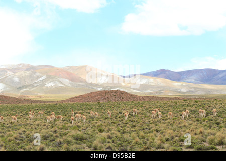 Vikunjas, Salz flache Touren, Altiplano, Südwesten Boliviens Stockfoto