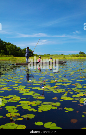 Touristen wird gestakt, obwohl Lily pads im Mokoro (Einbaum), Okavango Delta, Botswana, Afrika Stockfoto