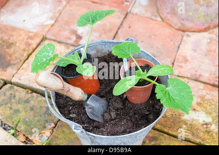 Zwei Zucchini Pflanzen bereit zum Auspflanzen mit Trowe, Norfolk, England, Juni Stockfoto