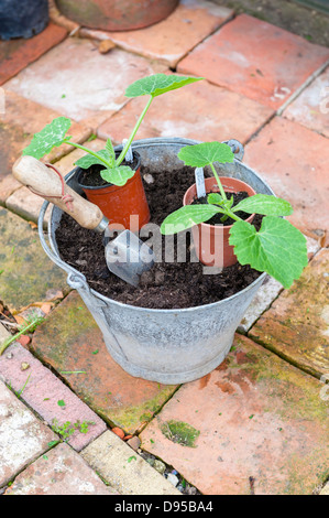 Zwei Zucchini Pflanzen bereit zum Auspflanzen mit Trowe, Norfolk, England, Juni Stockfoto