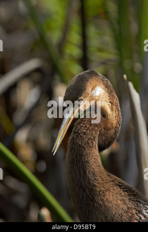 Juvenile afrikanischen Darter (Anhinga Rufa), Okavango Delta, Botswana, Afrika Stockfoto