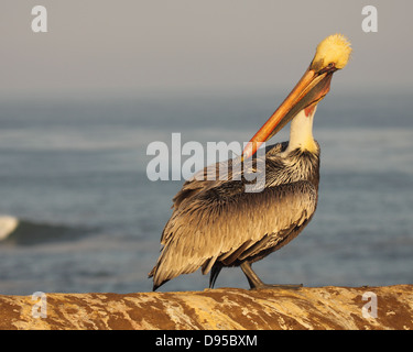 Ein brauner Pelikan putzen entlang des Pazifischen Ozeans in Südkalifornien. Stockfoto