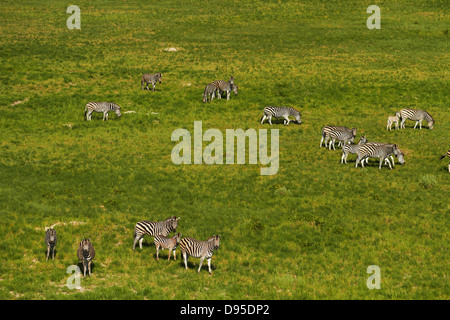 Zebra, Okavango Delta, Botswana, Afrika-Antenne Stockfoto