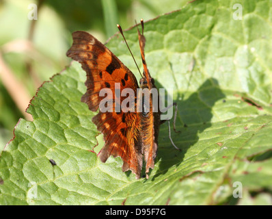 Komma Schmetterling (Polygonia c-Album) posiert auf einem Blatt mit halb geöffneten Flügeln Stockfoto