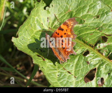 Komma Schmetterling (Polygonia c-Album) posiert auf einem Blatt mit halb geöffneten Flügeln Stockfoto