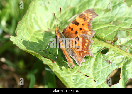 Komma Schmetterling (Polygonia c-Album) posiert auf einem Blatt mit halb geöffneten Flügeln Stockfoto