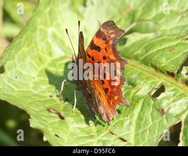 Komma Schmetterling (Polygonia c-Album) posiert auf einem Blatt mit halb geöffneten Flügeln Stockfoto