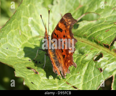 Komma Schmetterling (Polygonia c-Album) posiert auf einem Blatt mit halb geöffneten Flügeln Stockfoto