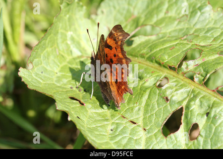 Komma Schmetterling (Polygonia c-Album) posiert auf einem Blatt mit halb geöffneten Flügeln Stockfoto