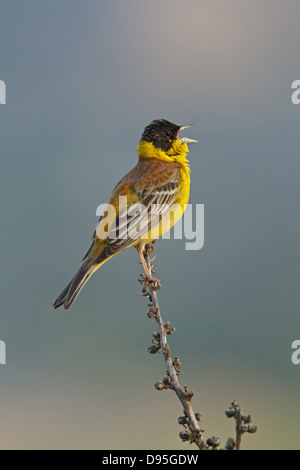 Black-headed Bunting, Emberiza Melanocephala, Kappenammer Stockfoto