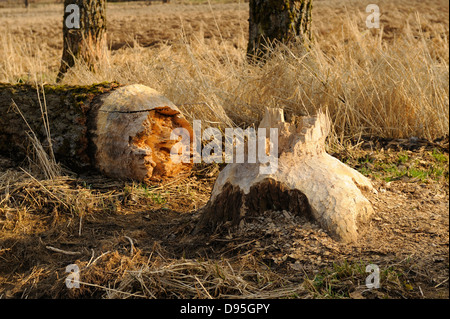 Einer alten Weide (Salix) gefallen durch eine europäische Biber (Castor Fiber), Bayern, Deutschland Stockfoto