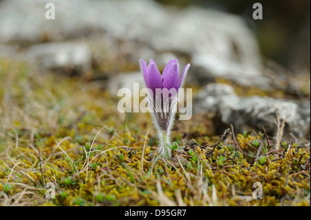 Blüte der eine Pulsatilla (Pulsatilla Vulgaris) in das Grünland im frühen Frühling von Bayern, Deutschland Stockfoto