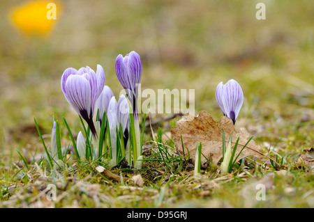 Krokus blüht (Crocus Vernus) im Grünland im zeitigen Frühjahr, Bayern, Deutschland Stockfoto