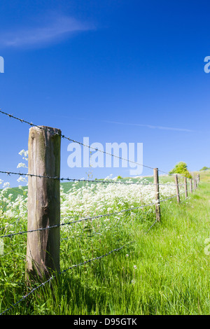 Ein Stacheldrahtzaun über ein Feld Stockfoto