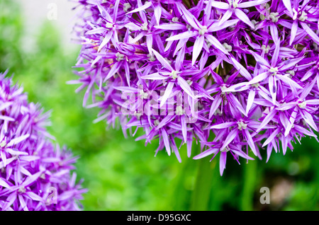 Nahaufnahme des schönen Hollandicum Allium 'purple Sensation' im Garten. Allium Aflatuenense. Stockfoto