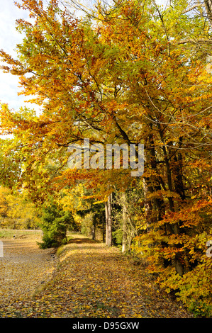 Landschaft der Rotbuche (Fagus Sylvatica) oder eine europäische Buche in der Nähe von einem getrockneten kleinen Teich im Herbst, Bayern, Deutschland Stockfoto