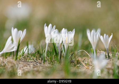 Frühling Crocus oder riesige Krokus (Crocus Vernus) in die Wiese im zeitigen Frühjahr, Steiermark, Österreich. Stockfoto