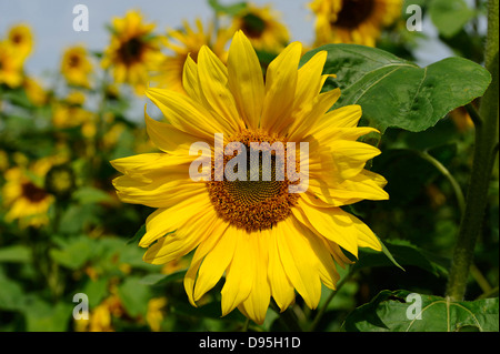 Blüte einer Sonnenblume (Helianthus Annuus) in einem Feld, Bayern, Deutschland Stockfoto