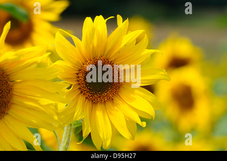 Blüte einer Sonnenblume (Helianthus Annuus) in einem Feld, Bayern, Deutschland. Stockfoto