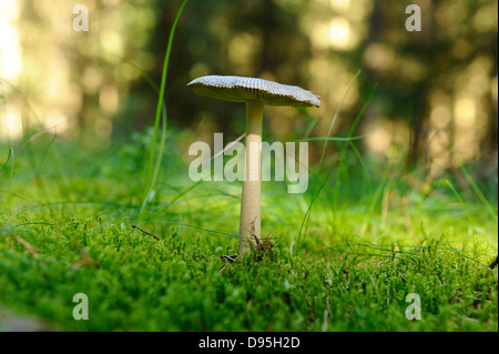 Nahaufnahme der Tawny Grisette (Amanita Fulva) auf Waldboden im Herbst, Oberpfalz, Bayern, Deutschland. Stockfoto