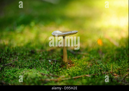 Nahaufnahme der Tawny Grisette (Amanita Fulva) auf Waldboden im Herbst, Oberpfalz, Bayern, Deutschland. Stockfoto