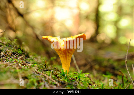 Goldene Pfifferling (Eierschwämmen Cibarius) wachsen aus dem Moos im Herbst, Oberpfalz, Bayern, Deutschland. Stockfoto