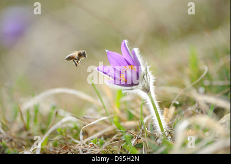 Europäische Honigbiene fliegen Blüte Pulsatilla Pulsatilla Vulgaris im Grünland im zeitigen Frühjahr Oberpfalz Bayern Deutschland Stockfoto