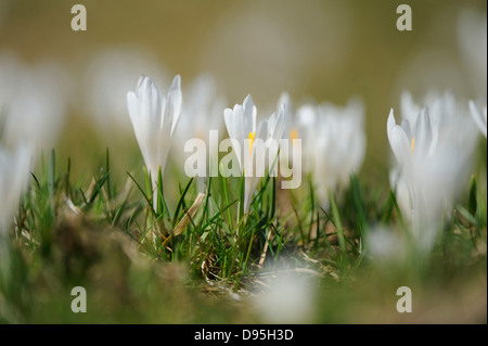 Frühling Crocus oder riesige Krokus (Crocus Vernus) in die Wiese im zeitigen Frühjahr, Steiermark, Österreich. Stockfoto