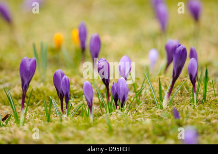 Krokus blüht (Crocus Vernus) im Grünland im zeitigen Frühjahr, Bayern, Deutschland Stockfoto