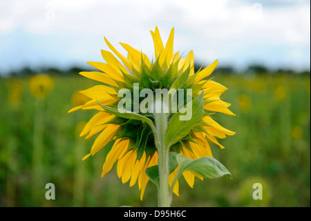 Blüte einer Sonnenblume (Helianthus Annuus), Bayern, Deutschland. Stockfoto