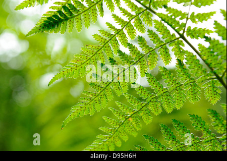 Nahaufnahme der Wurmfarn (Dryopteris Filix-Mas) im Wald, Oberpfalz, Bayern, Deutschland. Stockfoto