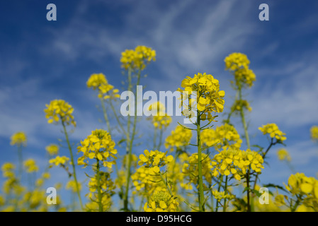 Bereich des weißen Senf (Sinapis Alba) Blumen, Oberpfalz, Bayern, Deutschland Stockfoto