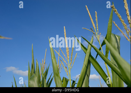 Nahaufnahme von Kornfeld (Zea Mays) und blauer Himmel, Oberpfalz, Bayern, Deutschland Stockfoto