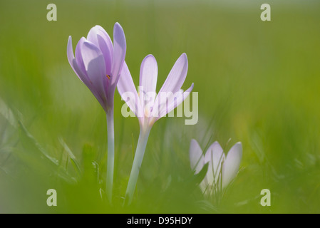 Nahaufnahme des Herbst-Krokusse (Colchicum Autumnale) in Wiese, Bayern, Deutschland Stockfoto