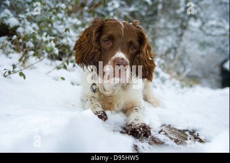 Englisch Springer Spaniel Hund Rasseportraits im Schnee Stockfoto