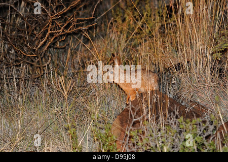 Smiths Red Rock Kaninchen Pronolagus Rupestris fotografiert in der Nähe von Kimberley, Südafrika Stockfoto