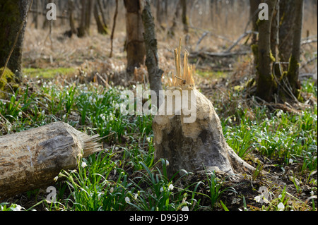 Baumstamm geschnitten von Biber und Leucojum Vernum im frühen Frühling, Oberpfalz, Bayern, Deutschland Stockfoto