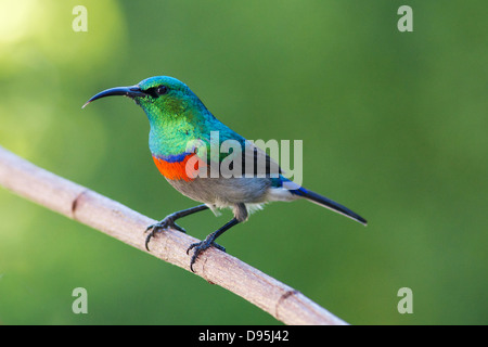 Ein südliche Sonnenvögel kann sich halten Stockfoto